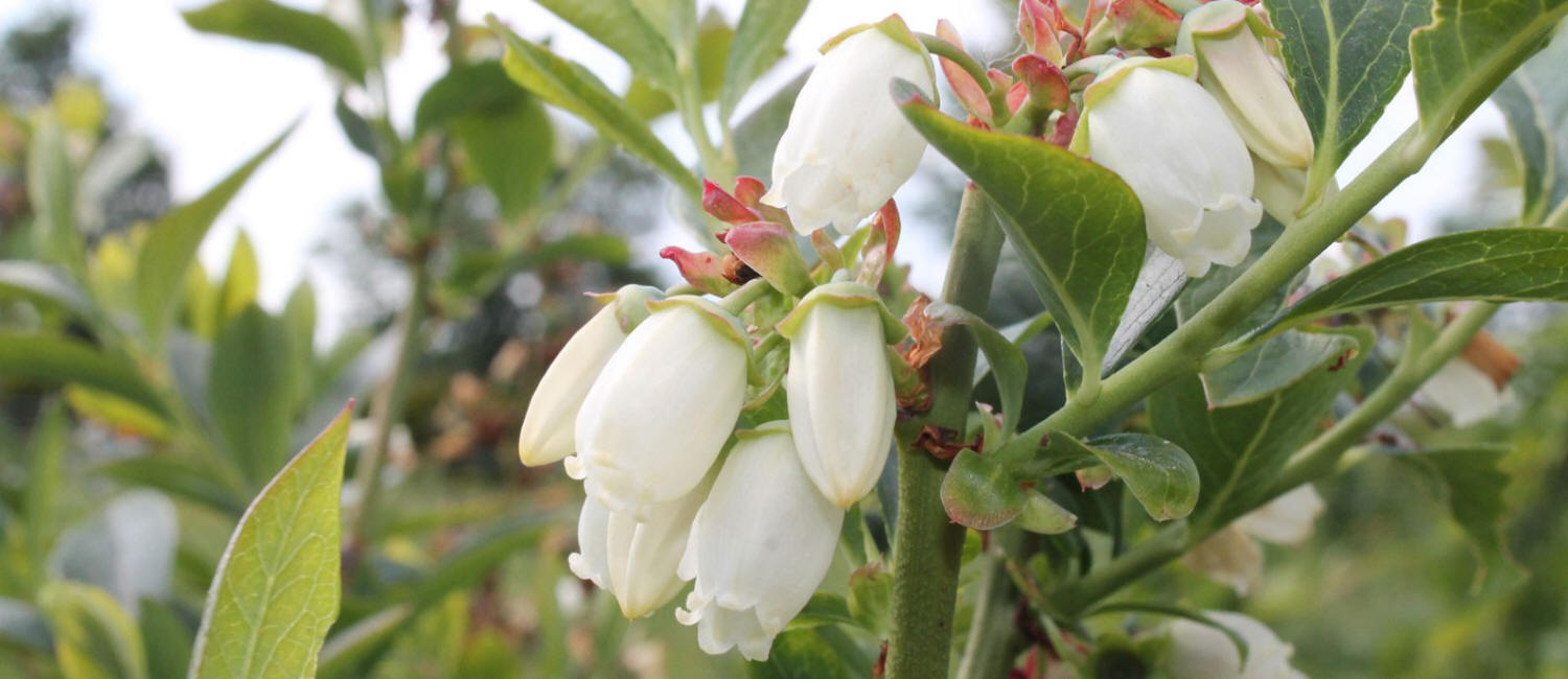 gyümölcs bokrok termesztése amerikai áfonya Kamcsatka bogyó palántákat vásárol Lengyelország