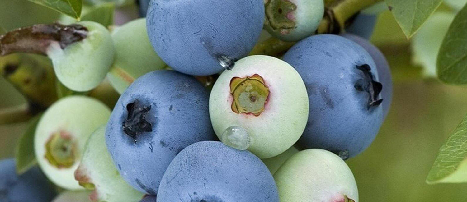 gyümölcs bokrok termesztése amerikai áfonya Kamcsatka bogyó palántákat vásárol Lengyelország